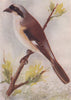 INDIAN BIRDS. The Bay-backed Shrike 1943 old vintage print picture