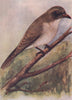 INDIAN BIRDS. The wood shrike 1943 old vintage print picture