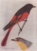 INDIAN BIRDS. The Scarlet Minivet 1943 old vintage print picture