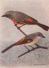 INDIAN BIRDS. The Small Minivet 1943 old vintage print picture