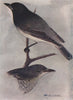 INDIAN BIRDS. The Black-headed Cuckoo-Shrike 1943 old vintage print picture
