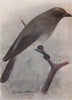 INDIAN BIRDS. The Large Cuckoo-Shrike 1943 old vintage print picture