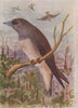 INDIAN BIRDS. The Ashy Swallow-Shrike 1943 old vintage print picture
