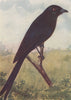 INDIAN BIRDS. The Black Drongo or King-crow 1943 old vintage print picture