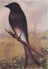 INDIAN BIRDS. The White-bellied Drongo 1943 old vintage print picture