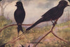 INDIAN BIRDS. The Racket-tailed Drongo 1943 old vintage print picture