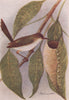 INDIAN BIRDS. The Tailor-Bird 1943 old vintage print picture