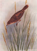 INDIAN BIRDS. The Streaked Fantail Warbler 1943 old vintage print picture
