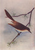 INDIAN BIRDS. The Ashy Wren-Warbler 1943 old vintage print picture