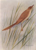 INDIAN BIRDS. The Indian Wren-Warbler 1943 old vintage print picture