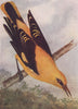 INDIAN BIRDS. The Golden Oriole 1943 vintage print picture