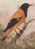 INDIAN BIRDS. The Black-headed Oriole 1943 old vintage print picture
