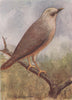 INDIAN BIRDS. The Grey-headed Myna 1943 old vintage print picture