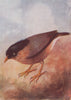 INDIAN BIRDS. The Brahminy or Black-headed Myna 1943 old vintage print picture