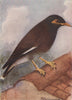 INDIAN BIRDS. The Common Myna 1943 old vintage print picture