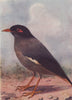 INDIAN BIRDS. The Bank Myna 1943 old vintage print picture