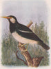 INDIAN BIRDS. The Pied Myna 1943 old vintage print picture