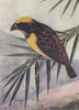 INDIAN BIRDS. The Baya or Common Weaver-Bird 1943 old vintage print picture