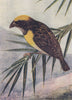 INDIAN BIRDS. The Baya or Common Weaver-Bird 1943 old vintage print picture