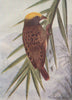 INDIAN BIRDS. The Striated Weaver-Bird 1943 old vintage print picture