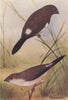 INDIAN BIRDS. 1. The White-backed Munia; 2. The White-throated Munia 1943
