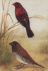 INDIAN BIRDS. 3. The Spotted Munia; 4. The Red Munia or Waxbill 1943 old print