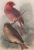 INDIAN BIRDS. The Common Indian or Hodgson's Rose-Finch 1943 old vintage print