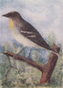INDIAN BIRDS. The Yellow-Throated Sparrow 1943 old vintage print picture