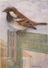 INDIAN BIRDS. The House-Sparrow 1943 old vintage print picture