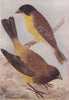 INDIAN BIRDS. The Black-headed Bunting; The Red-headed Bunting 1943 old print