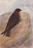 INDIAN BIRDS. The Dusky Crag-Martin 1943 old vintage print picture