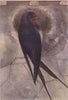 INDIAN BIRDS. The Common Swallow 1943 old vintage print picture