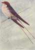 INDIAN BIRDS. The Indian Wire-tailed Swallow 1943 old vintage print picture