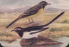 INDIAN BIRDS. 1. The Eastern Grey Wagtail. 2. The Large Pied Wagtail 1943