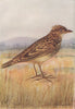 INDIAN BIRDS. The small Skylark 1943 old vintage print picture