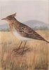 INDIAN BIRDS. The Crested Lark 1943 old vintage print picture