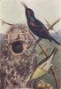 INDIAN BIRDS. The Purple Sunbird 1943 old vintage print picture