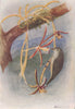 INDIAN BIRDS. Tickell's flower-pecker 1943 old vintage print picture