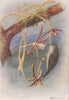 INDIAN BIRDS. Tickell's flower-pecker 1943 old vintage print picture