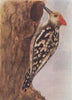 INDIAN BIRDS. The Yellow-fronted pied or Mahratta Woodpecker 1943 old print