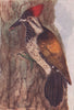 INDIAN BIRDS. The Golden-backed Woodpecker 1943 vintage print picture