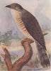 INDIAN BIRDS. The Common Hawk-Cuckoo or Brain-Fever Bird 1943 old print