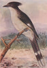INDIAN BIRDS. The Pied Creasted Cuckoo 1943 old vintage print picture