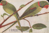 INDIAN BIRDS. 1. The Rose-ringed Parakeet; 2. Alexandrine Large 1943 old print