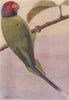 INDIAN BIRDS. The Blossom-headed Parakeet 1943 old vintage print picture
