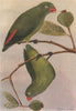 INDIAN BIRDS. The Loriquet 1943 old vintage print picture