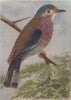 INDIAN BIRDS. The Roller or Blue Jay 1943 old vintage print picture