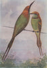 INDIAN BIRDS. The Common or Green Bee-eater 1943 old vintage print picture