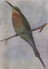 INDIAN BIRDS. The Blue-tailed Bee-eater 1943 old vintage print picture