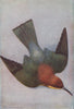 INDIAN BIRDS. The Chestnut-headed Bee-eater 1943 old vintage print picture